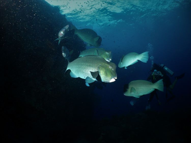 #アドバンスコース#ナイトダイビング#カンムリブダイ