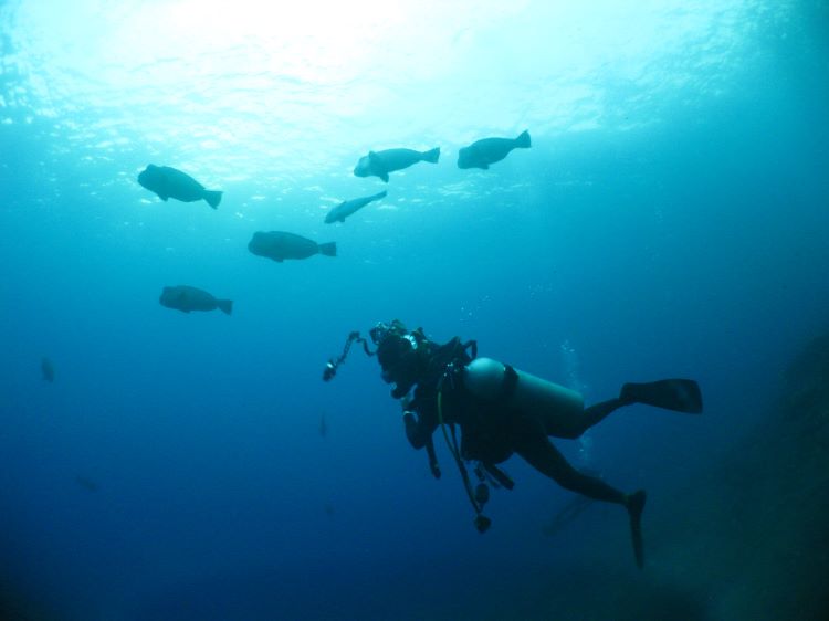 #アドバンスコース#アンダーウォーターフォトグラフィ