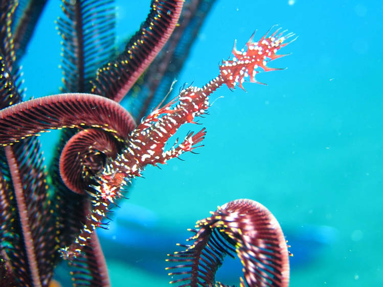 メッド　ジュムルックのニシキフウライウオ