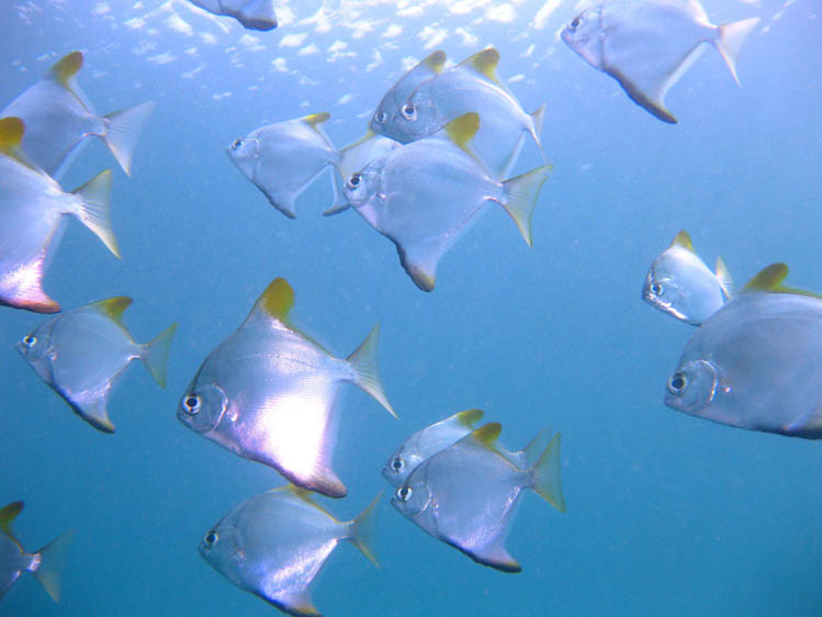 アメッド　ライトウォールのヒメツバメウオ