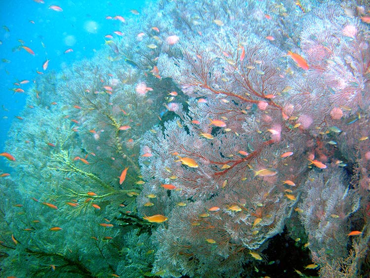 アメッド　ジュムルックのライトウォール