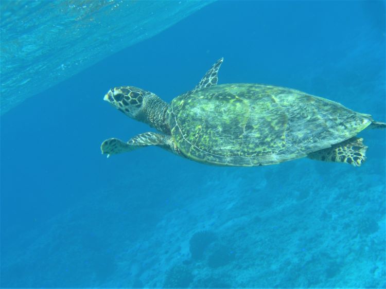 アメッド　ジュムルックのウミガメ