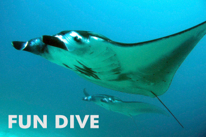 バリ島ファンダイブ