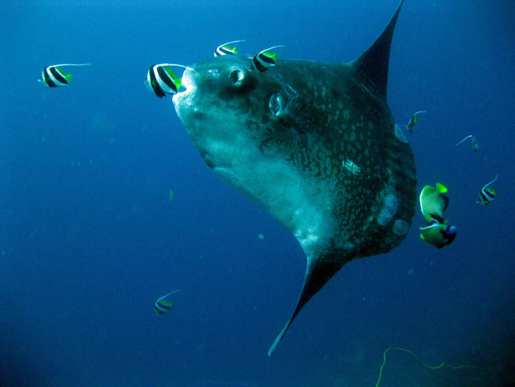 ミンパンは隠れマンボウポイント