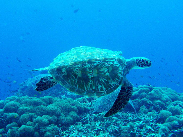 テペコンではウミガメも高確率