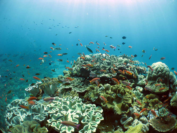 浅場の透明度はいつも抜群