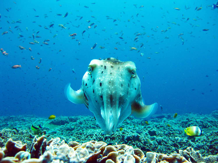 大きなコブシメはまるで宇宙人
