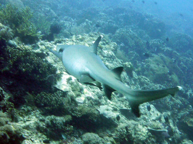 テペコン、ミンパンはシャークダイブが有名