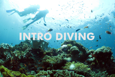 バリ島体験ダイビング