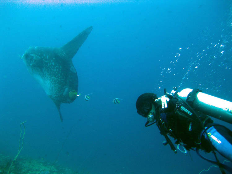 クリスタルベイ、マンボウと俺