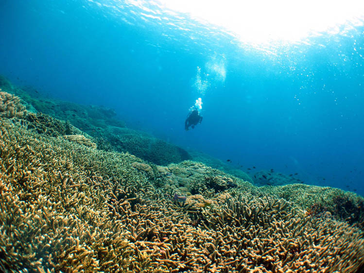 ヌサペニダの枝サンゴ群生