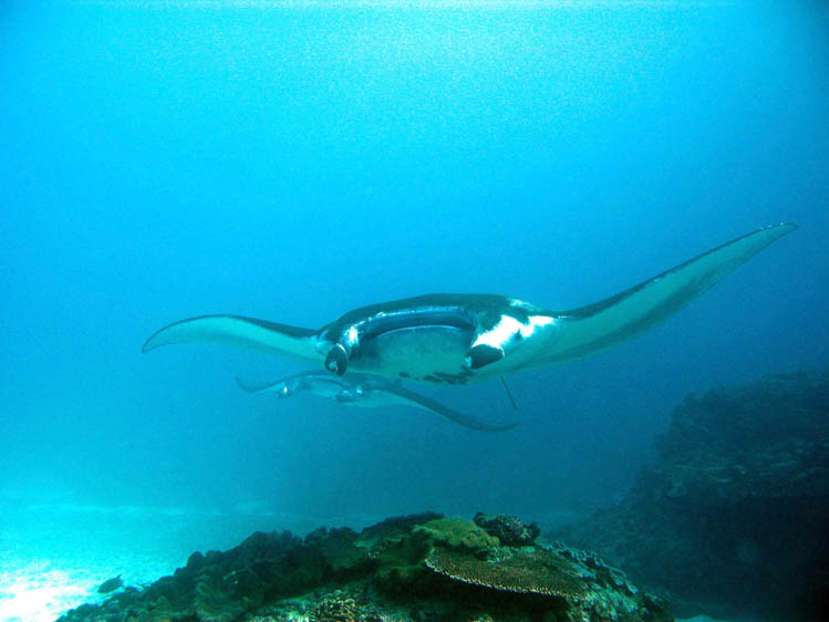 マンタポイント