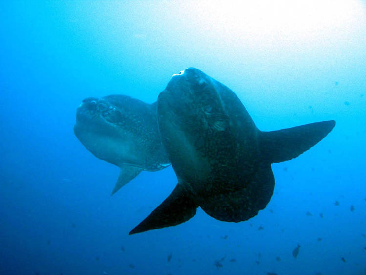 クリスタルベイのマンボウ