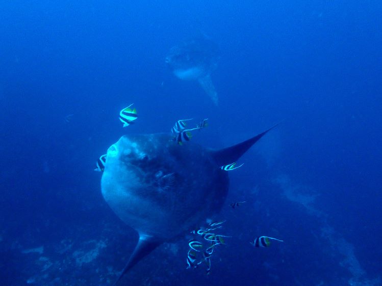 ブルーコーナーのマンボウ