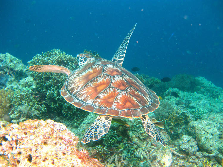 パダンバイのウミガメ