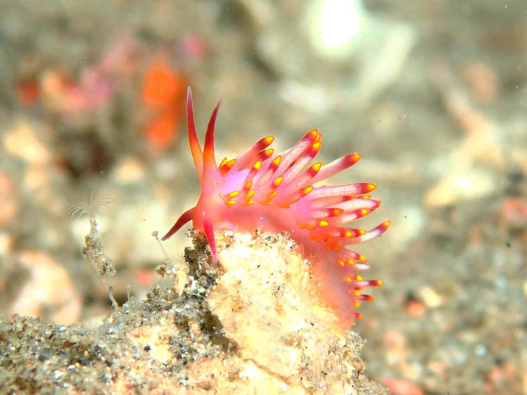 パダンバイはウミウシの宝庫