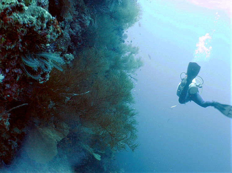 パダンバイ　ドロップオフ