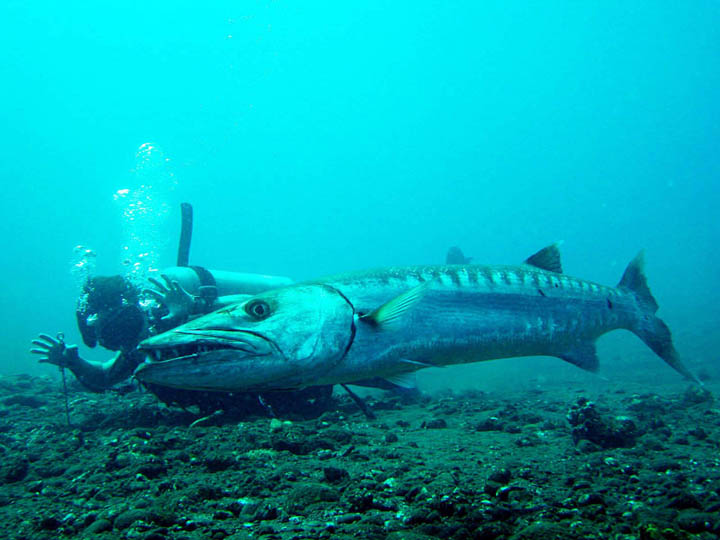 グレートバラクーダ