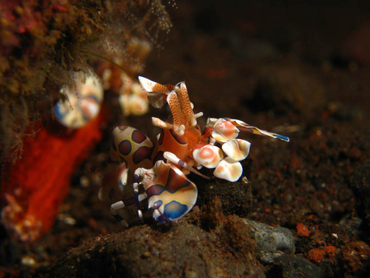 スラヤのアイドル「フリソデエビ」