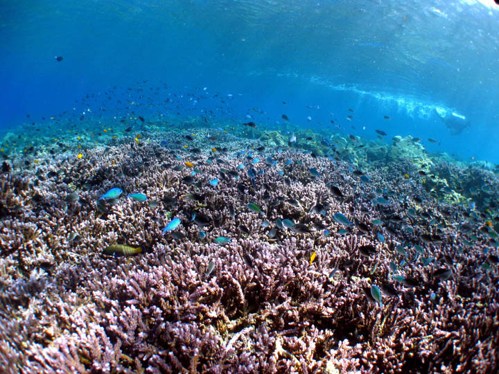トランベン　コーラルガーデン