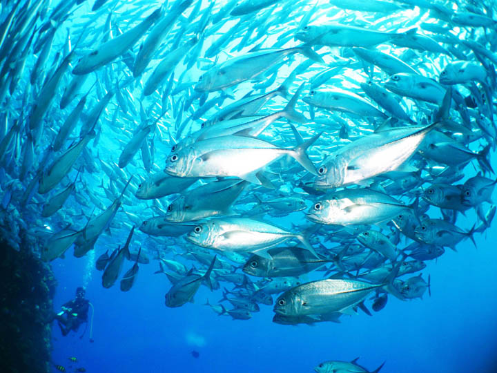 ギンガメアジトルネード