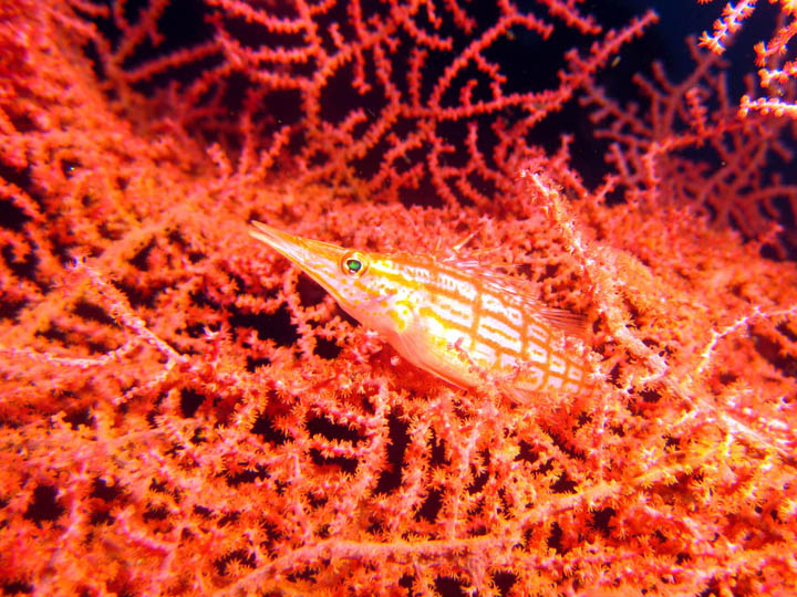 トランベンのクダゴンベ